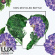LUX Fík & Geranium Oil sprchový gel 720 ml